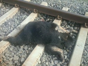 image-3e6bf38d603a8fdd137cf0f8d6591ce8b1553b224be87164f75e188e47631cb8-V