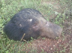 image-9e1941cb3a2b79d493b2ddd6802eccfb7a7312eb9369a48b1d1b6a48b93e9553-V