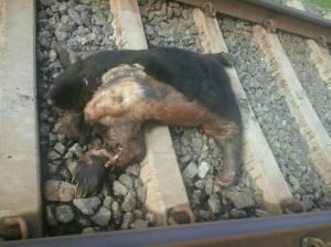 image-dd825c865928adb67740b530f4670b16553c5ed15b1b68d1727cb114f238f9d6-V