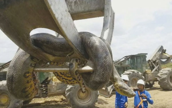 195641474873131_anaconda