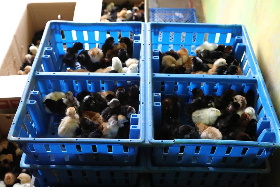 15420746_343742599333544_6269884590476483944_n